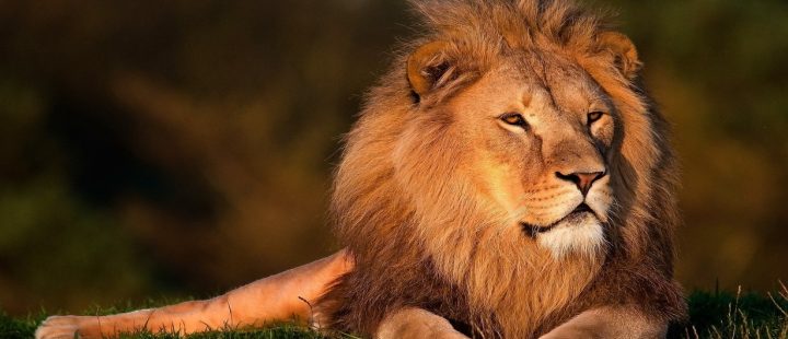 Uma reflexão sobre Rei Leão: Ciclo da Vida x Hakuna Matata