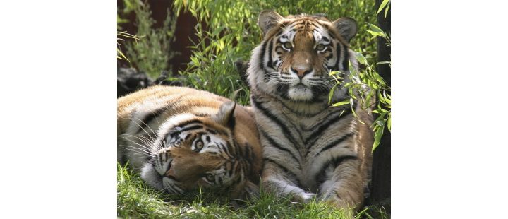 Reflexão sobre Tiger King: Amor e Ódio Selvagens